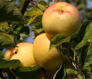 ÆBLE, SIGNE TILLISCH, MALUS DOMESTICA